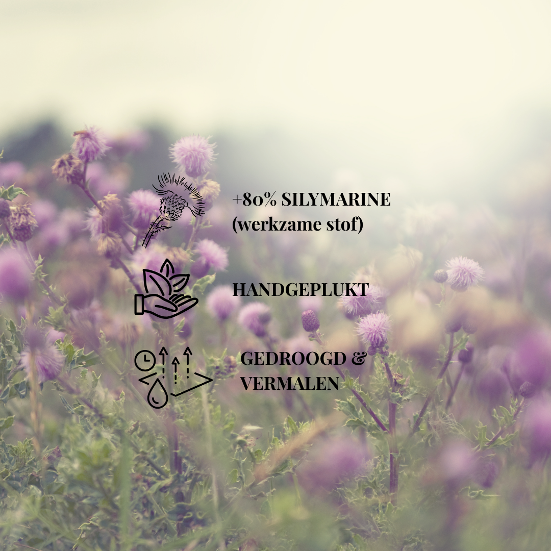 Mariadistel +80% Silymarine | 120 capsules