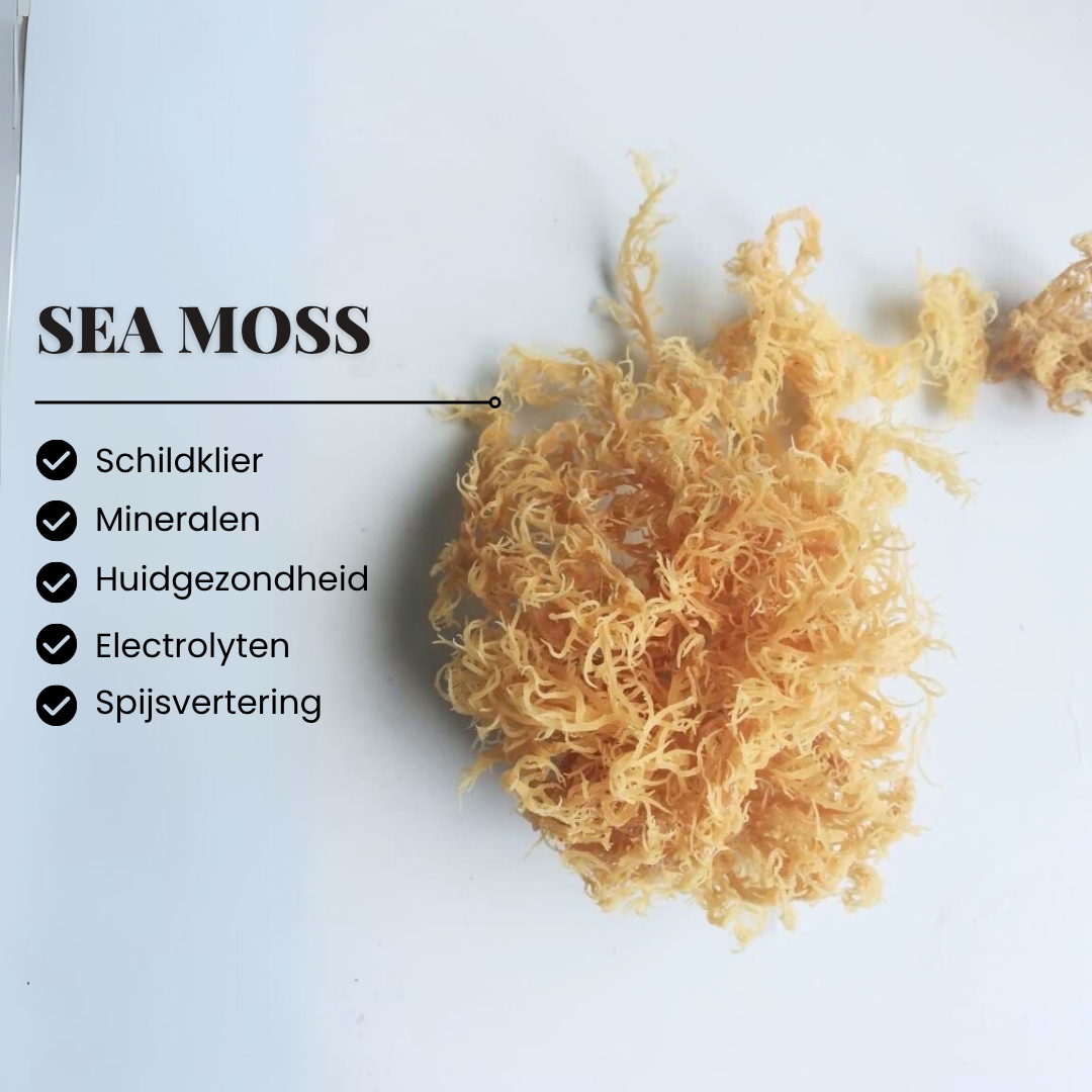Sea Moss Wildgevangen Zongedroogd | 100 Gram