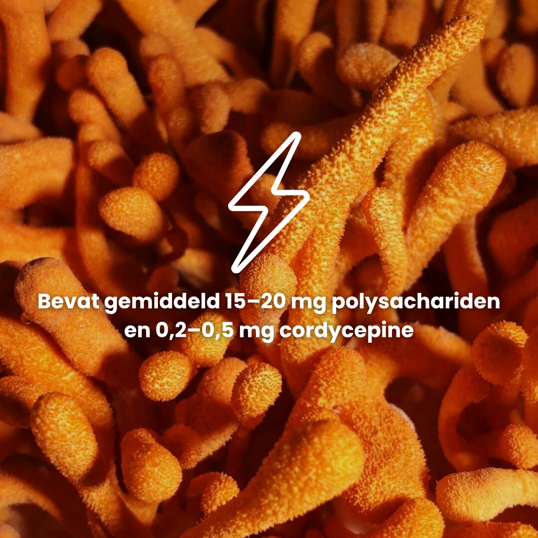 Cordyceps extract 10:1 | Vloeibaar alcohol & water tinctuur.
