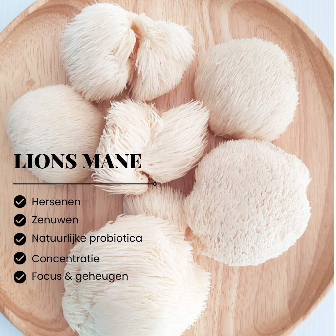 Lions Mane Extract 20:1 | 120 Capsules