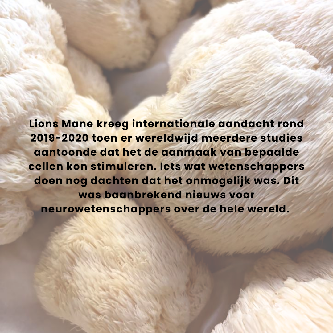 Lions Mane Extract 10:1 | Vloeibaar alcohol & water tinctuur.