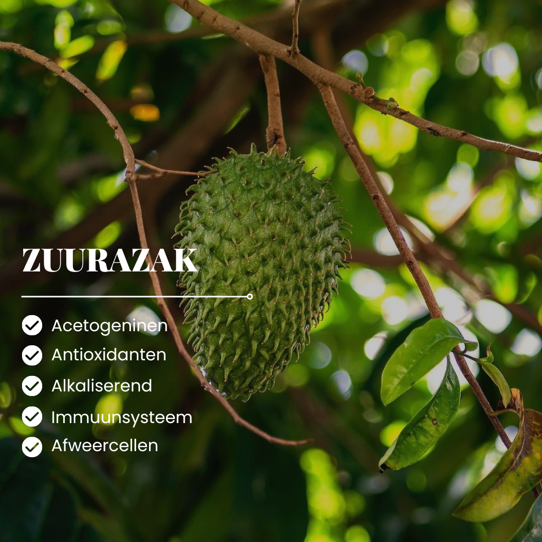 Zuurzak-Graviola bladeren | 100 - 250 Gram