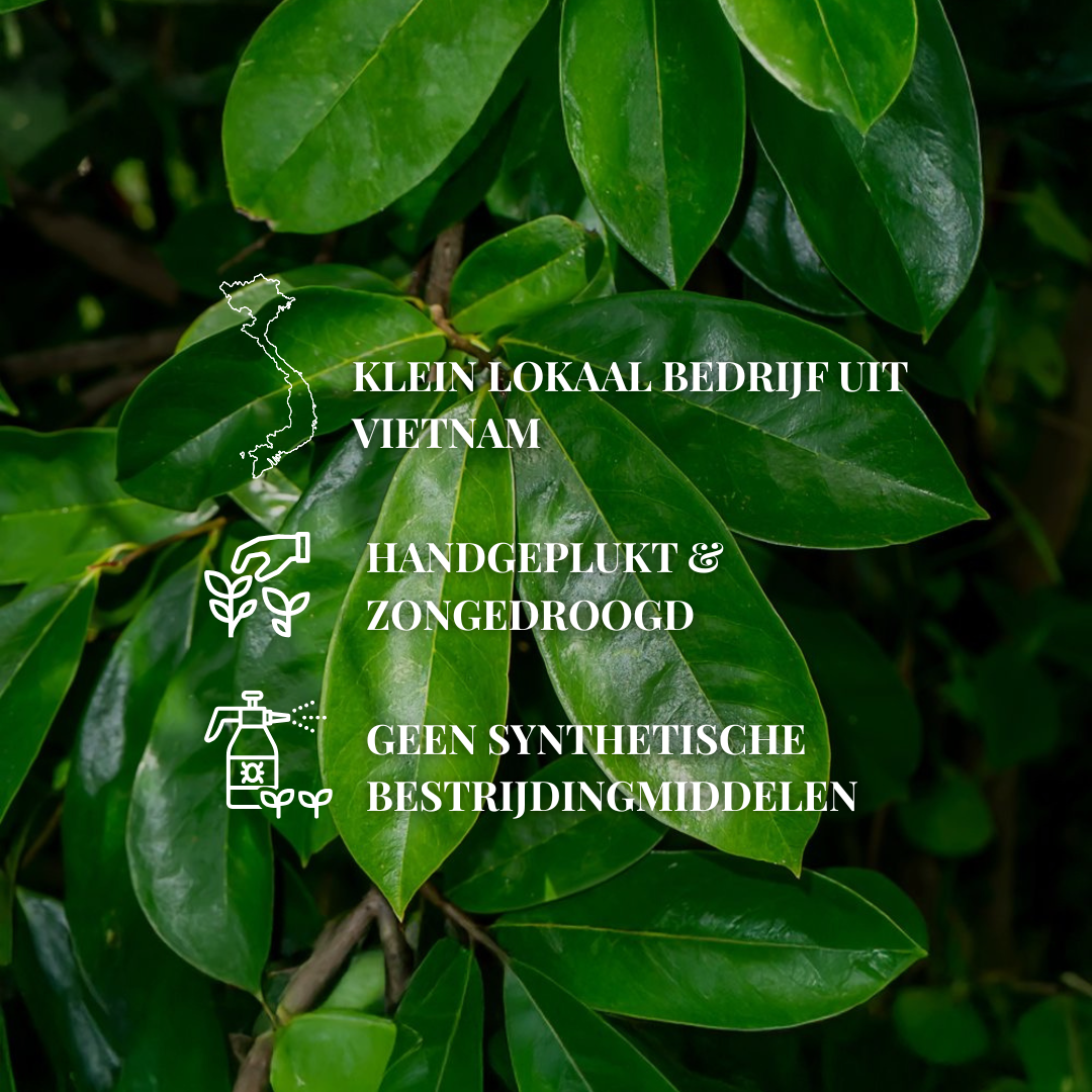 Zuurzak-Graviola bladeren | 100 - 250 Gram