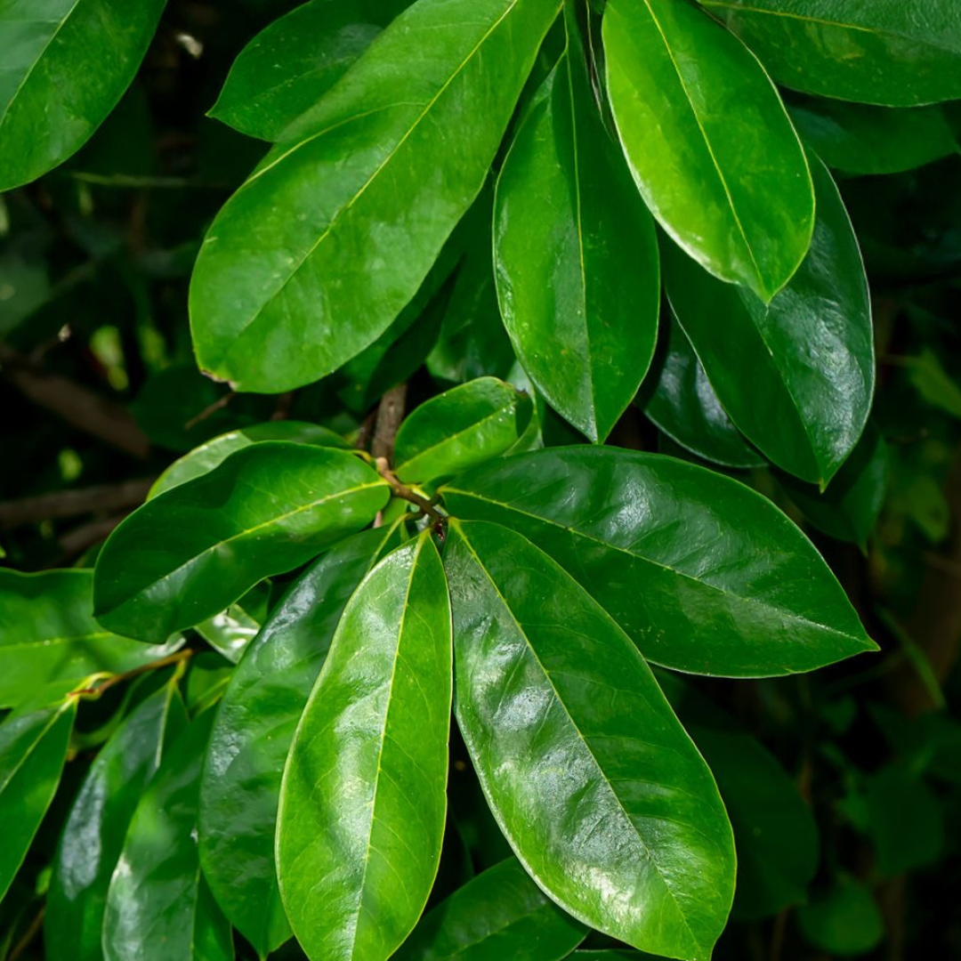 Zuurzak-Graviola bladeren | 100 - 250 Gram