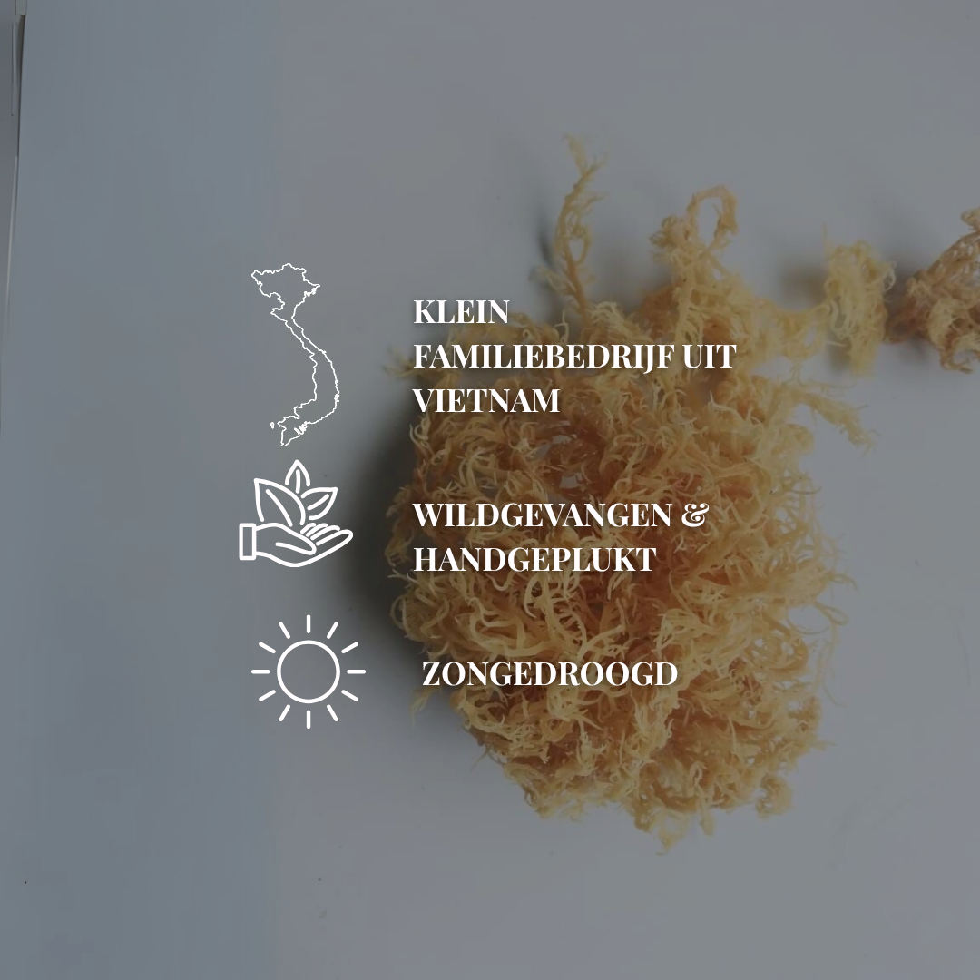 Sea Moss Wildgevangen Zongedroogd | 100 Gram - Mix goud & paars
