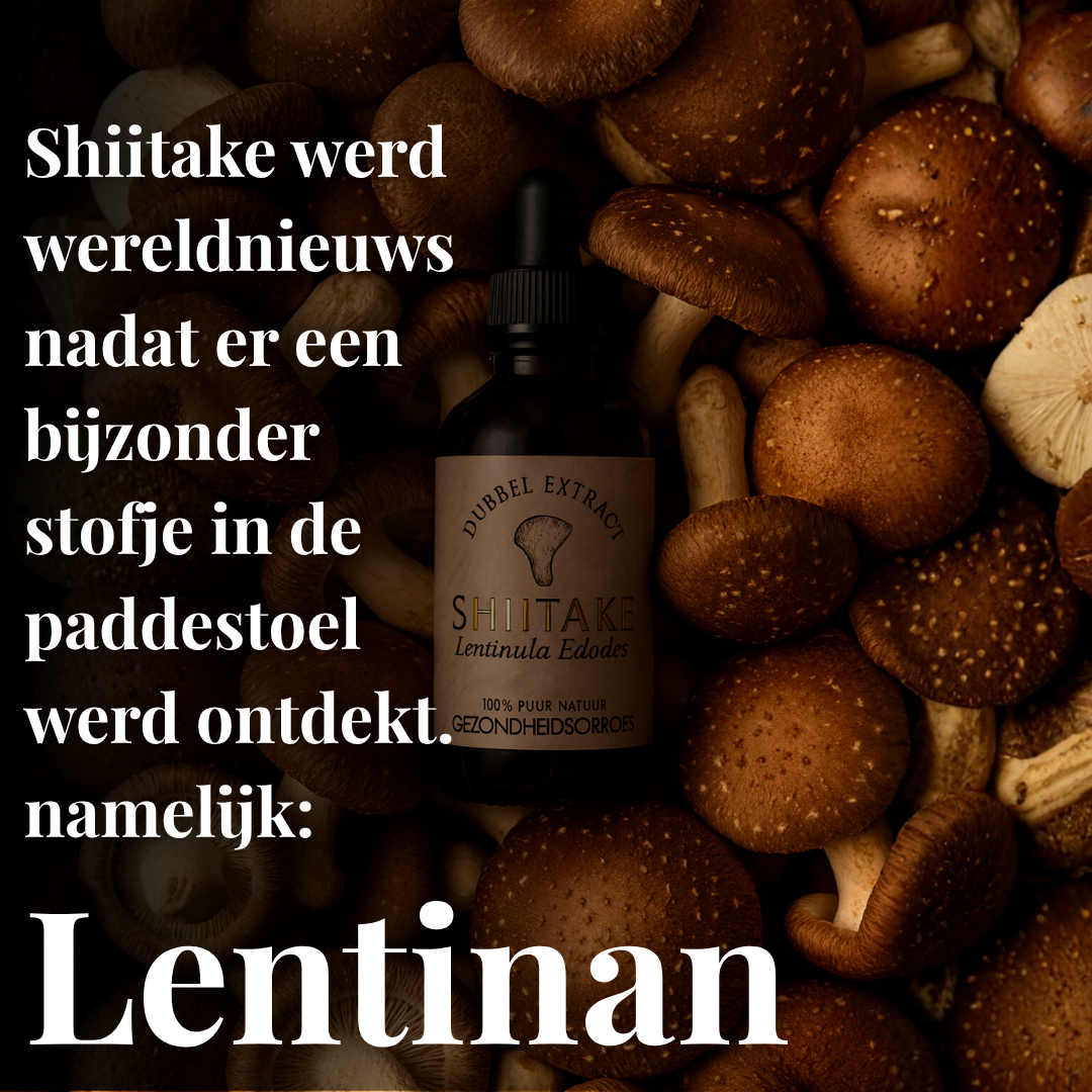 Shiitake Extract 10:1 | Vloeibaar alcohol & water tinctuur.