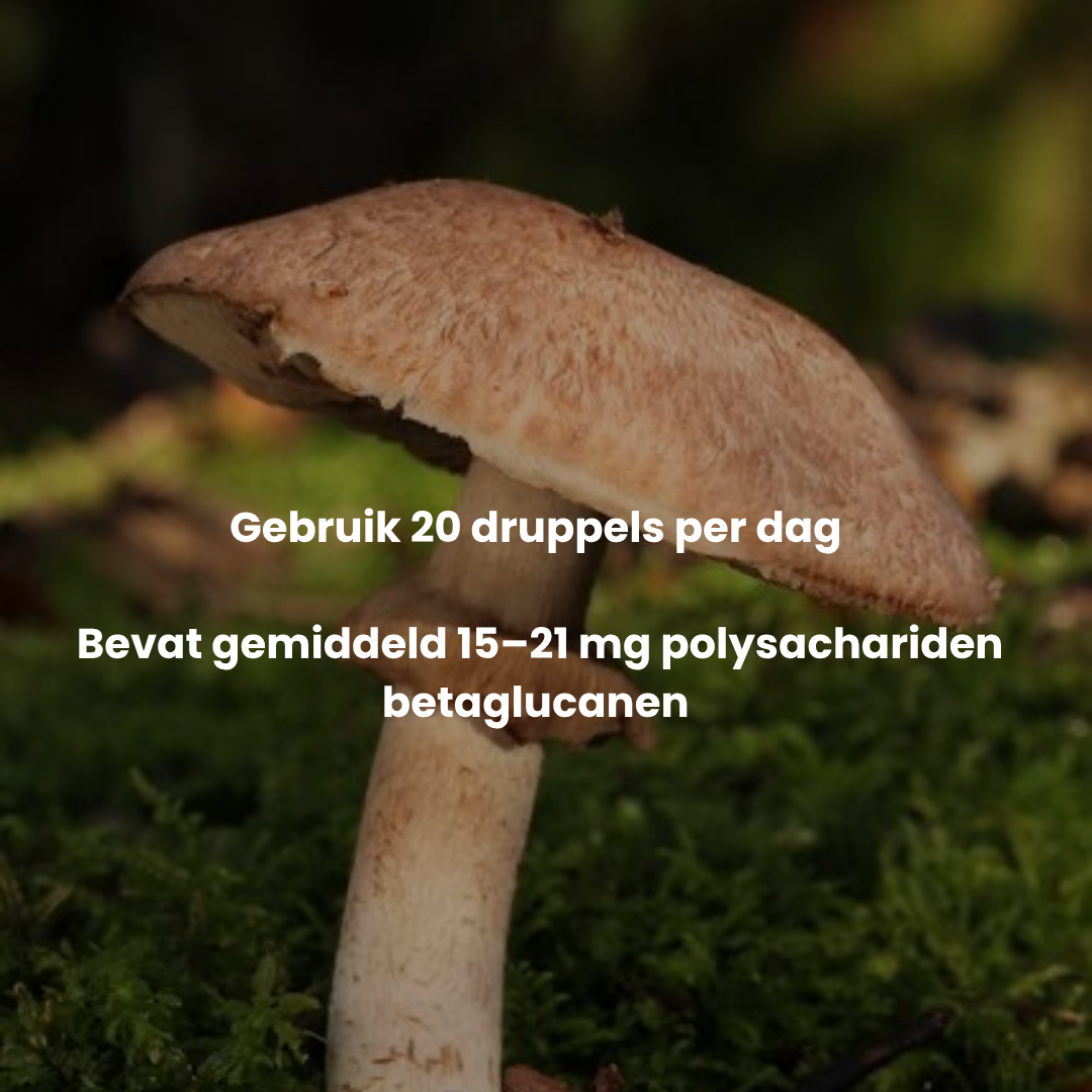 Agaricus Blazei Extract 10:1 | Vloeibaar alcohol & water tinctuur.